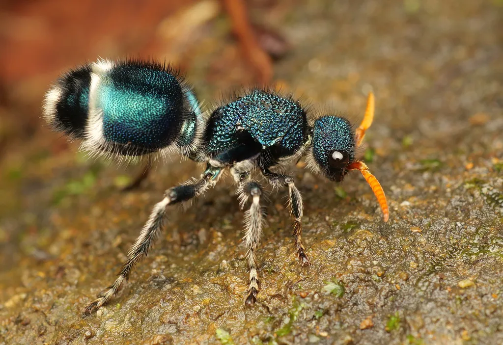 Velvet Ants - photo 3