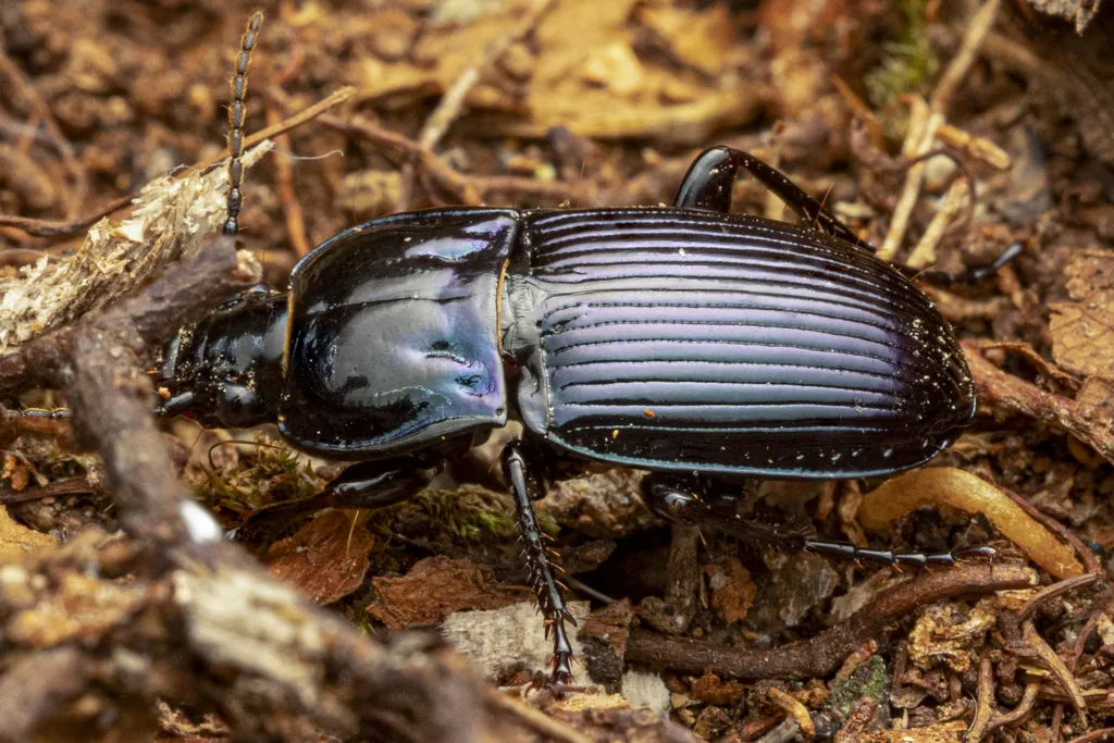Myas coracinus - photo 2