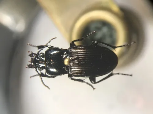 Myas cyanescens