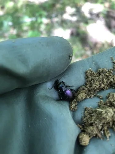 Myas cyanescens - photo 3