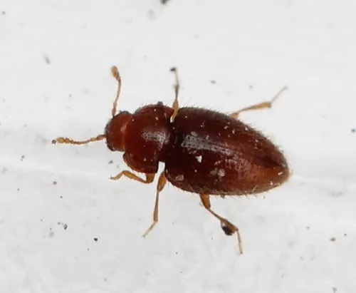 Hairy Cellar Beetle - photo 2