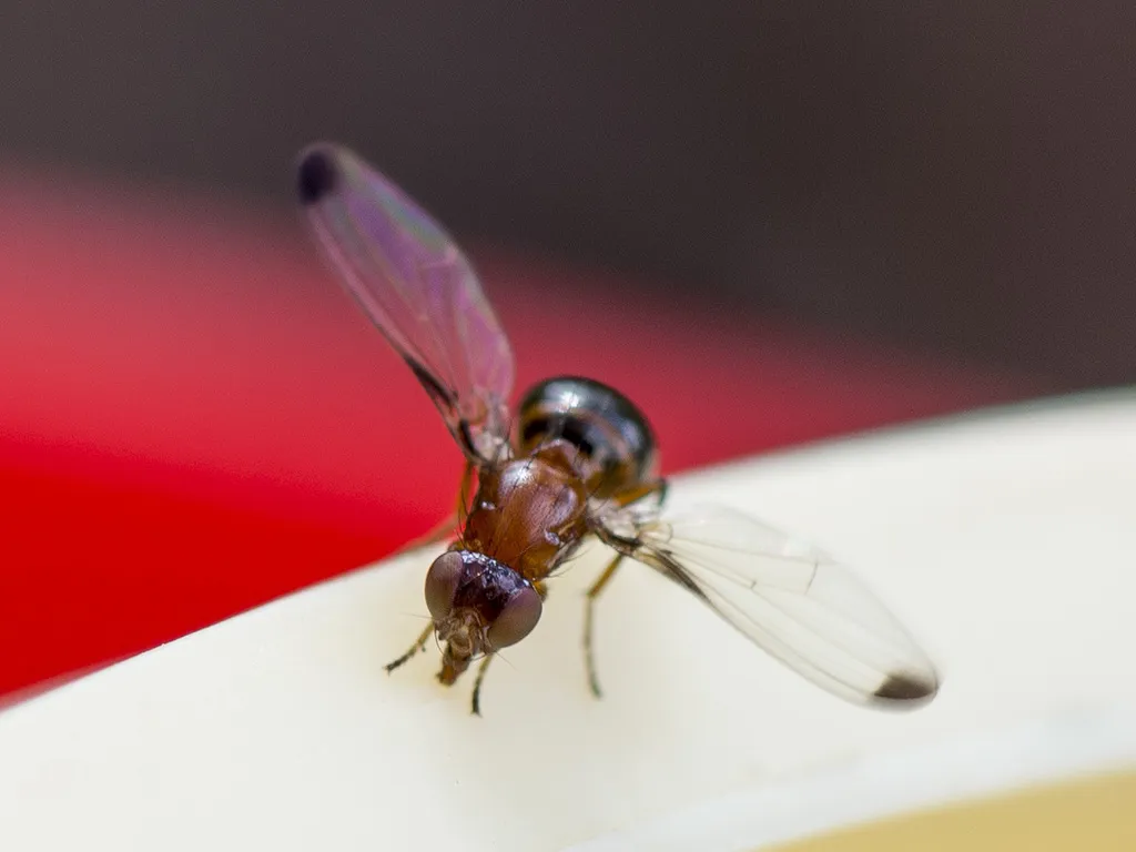 Mycetaulus bipunctatus - photo 2