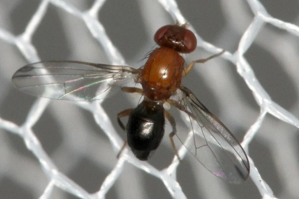 Mycetaulus costalis - photo 2