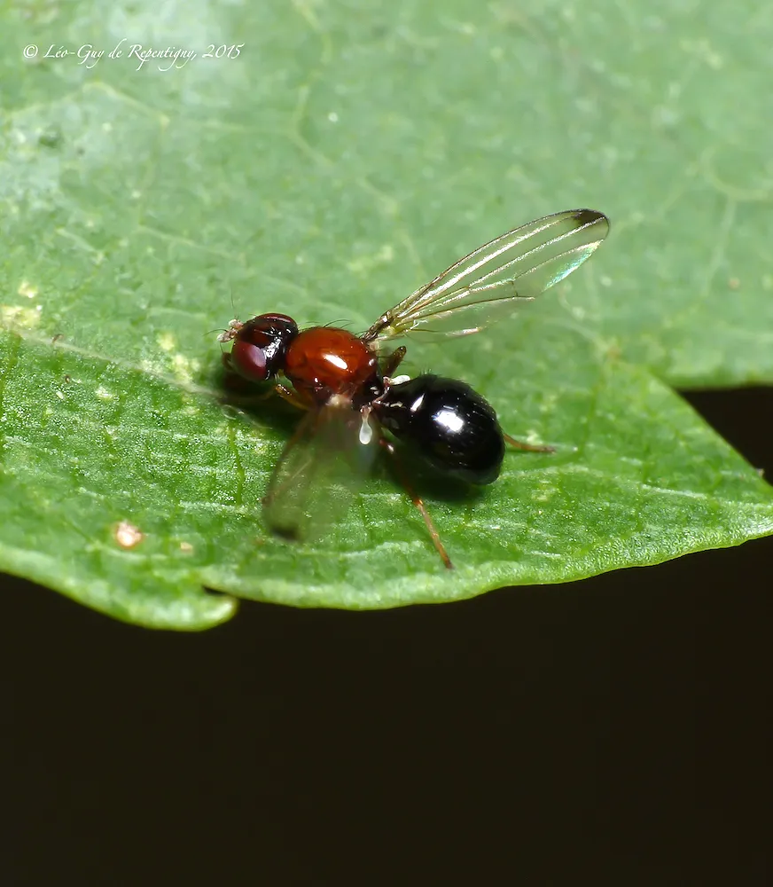 Mycetaulus longipennis