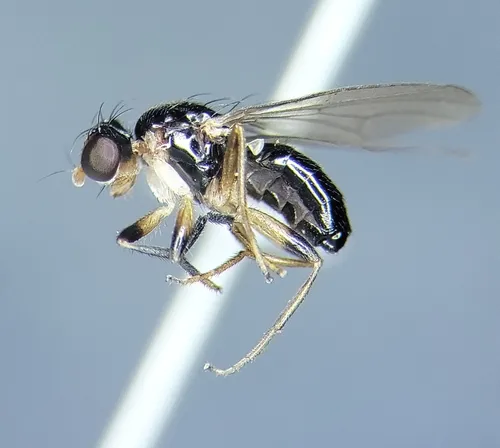 Mycetaulus nigritellus