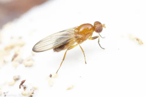 Mycetaulus polypori