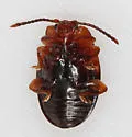 Mycetina idahoensis