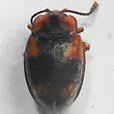 Mycetina idahoensis - photo 3