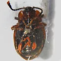 Mycetina idahoensis - photo 4