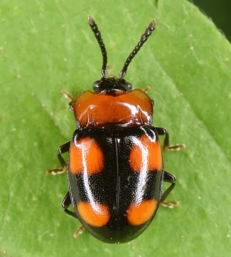 Mycetina perpulchra - photo 2