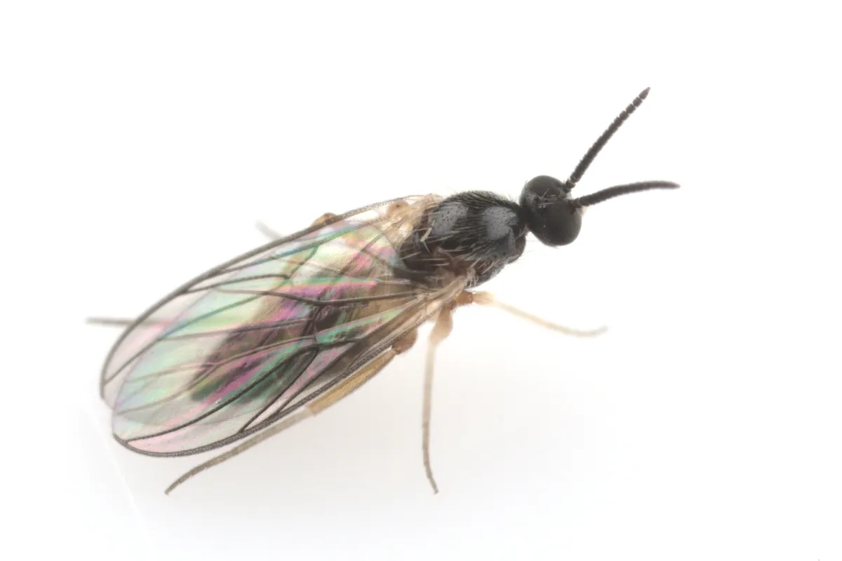 Mycetobia divergens