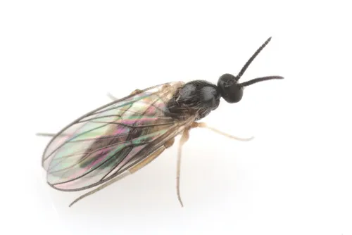 Mycetobia divergens - photo 2