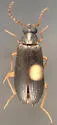 Mycetochara analis