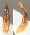 Mycetochara analis - photo 4