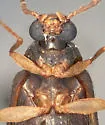 Mycetochara analis - photo 5