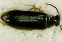 Mycetochara bicolor - photo 3
