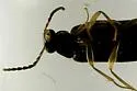 Mycetochara bicolor - photo 4