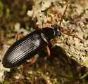 Mycetochara bicolor - photo 5