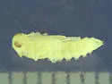 Mycetochara binotata