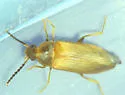 Mycetochara binotata - photo 2