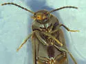 Mycetochara binotata - photo 3