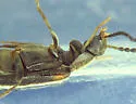 Mycetochara binotata - photo 4