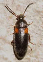 Mycetochara binotata - photo 5