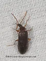 Mycetochara cf-procera