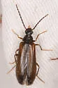 Mycetochara cf-procera - photo 2