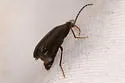 Mycetochara cf-procera - photo 4