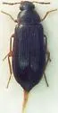 Mycetochara foveata