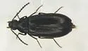 Mycetochara foveata - photo 2
