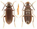 Mycetochara foveata - photo 3