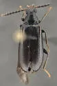 Mycetochara foveata - photo 4