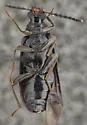 Mycetochara foveata - photo 5