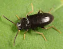 Mycetochara fraterna