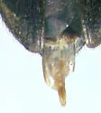Mycetochara fraterna - photo 3