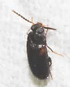Mycetochara fraterna - photo 4