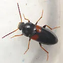 Mycetochara haldemani