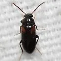 Mycetochara haldemani - photo 2
