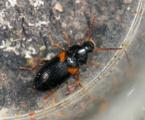 Mycetochara humeralis