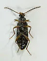 Mycetochara procera - Mycetochara procera
