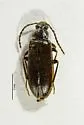 Mycetochara procera - photo 2