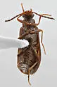 Mycetochara procera - photo 4