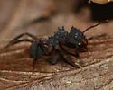 Mycetomoellerius jamaicensis