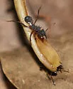 Mycetomoellerius jamaicensis - photo 2