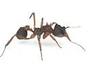 Mycetomoellerius jamaicensis - photo 4