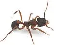 Mycetomoellerius jamaicensis - photo 5