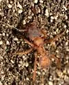 Trachymyrmex turrifex