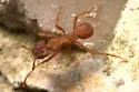 Trachymyrmex turrifex - photo 2
